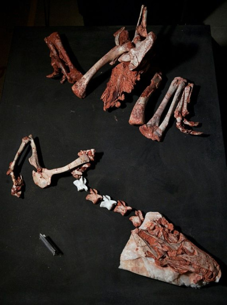 The first Gnathovorax skeleton was found in 2014 at Sao Joao do Polesine, and it is one of the oldest and best preserved dinosaur fossils ever discovered -- parts of it are seen here