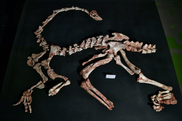 Brazilian researchers have found a nearly complete fossilized skeleton of the Macrocollum itaquii, the oldest long-necked dinosaur in the world