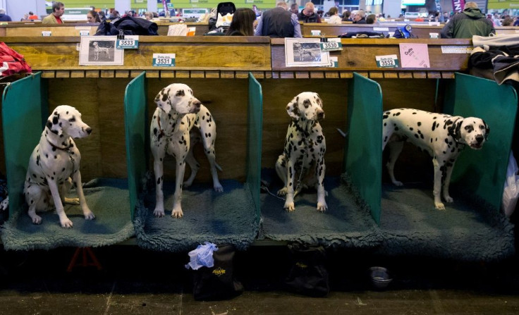 Dalmatians are one of Croatia's most universally known and beloved exports