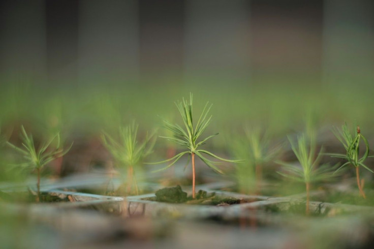 Residents of Cheran are hoping to cover their hills in green pine trees once again -- here, pines are raised in a greenhouse