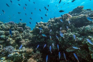 The dazzling turquoise waters and coral reefs off Egypt's Red Sea coast attract scuba divers, but plastic trash and global warming threaten the fragile marine ecosystem.