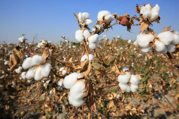 Uzbekistan is eradicating forced labour in its lucrative cotton industry