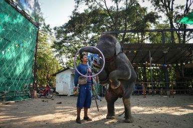 Young elephants are "broken" to interact with tens of millions of tourists who visit Thailand every year, many eager to capture social media-worthy encounters of the kingdom's national animal playing sports, dancing and even painting