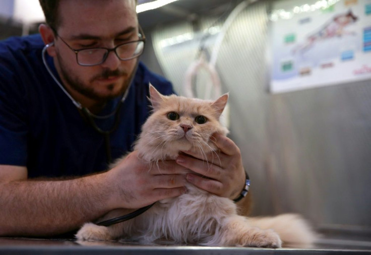 Medical care for animals in Jordan 'is very expensive because of the cost of the equipment' and because the sector is new, said the director of Vetzone, Alaa Shehadeh