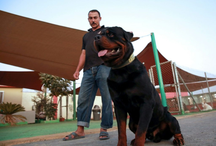 Despite taking a bite out of their wallets, Jordanians appear to prefer larger breeds, such as German shepherds, rottweilers and huskies