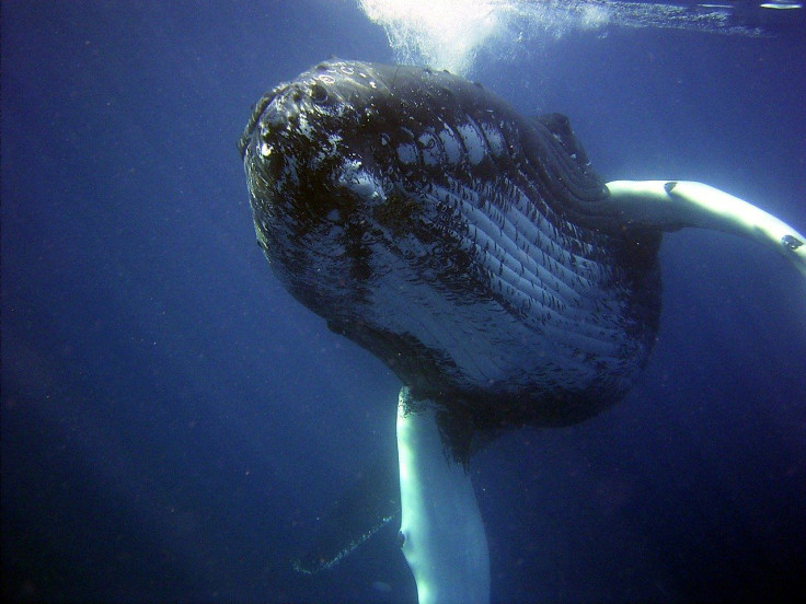 Humpback Whales