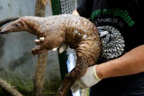 Even though their scales have been scientifically proven to be medicinally useless, the pangolin has become the world's most trafficked animal