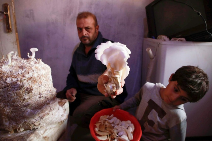 Nasrallah (L) and his son Saeed harvest mushrooms in the darkened room they use to grow the fungi in a camp in the town of Haarem in northwestern Idlib province in November