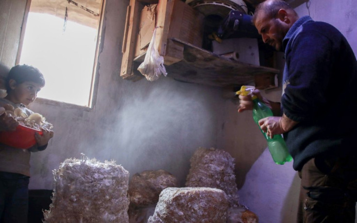 Nasrallah mists the tops of bags filled with wet straw and fungi spores regularly until mushrooms sprout out, which he then harvests to feed his family and sell on