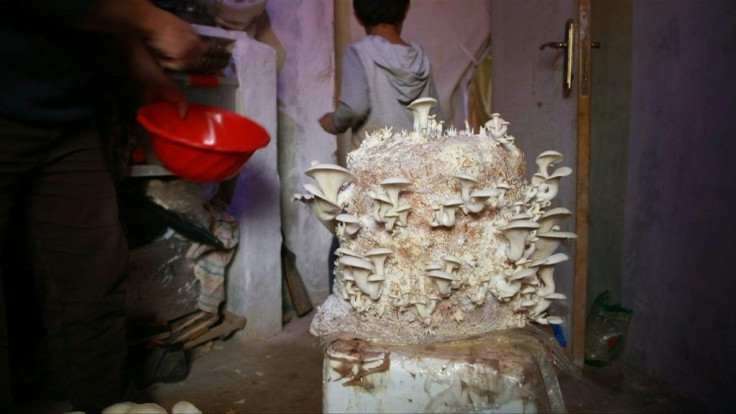 In a camp for the displaced in northern Syria, Nasrallah scatters mushroom spores into a bag of wet hay, hoping they will sprout and feed his family.