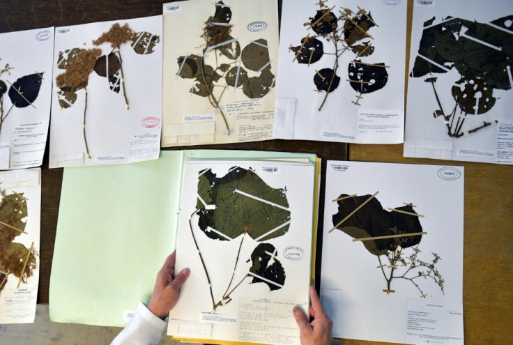 Colombian botanist Julio Betancur shows off his collection of plant samples