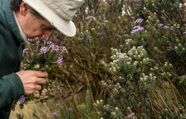 Colombian botanist Julio Betancur  documents all the plants he collects in a book of the South American country's vast biodiversity