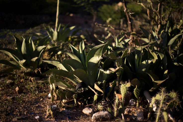 Agave -- which grows in the semi-arid mountains of Bobare and is the main ingredient in cocuy -- has been used in Venezuela since before the Spanish conquest and is being kept alive by liquor artisans