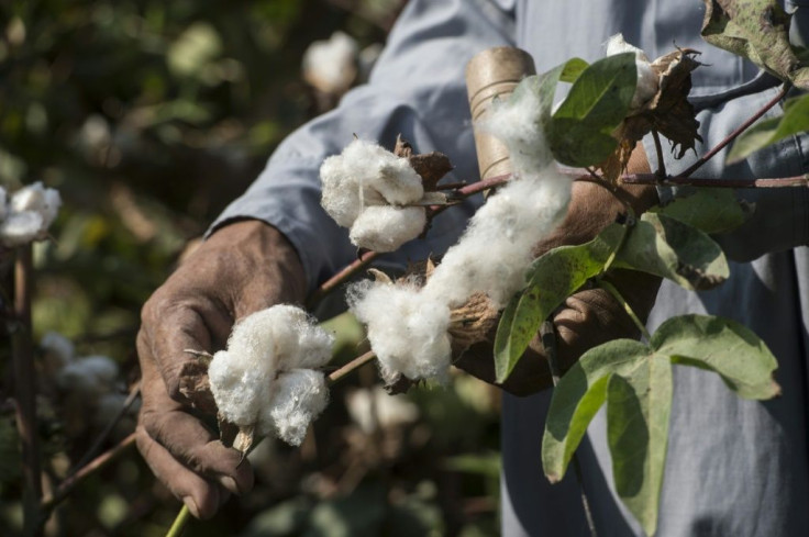 Nearly all of Africa's cotton is exported without having been processed