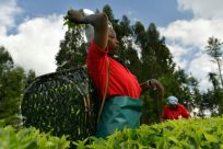 Kenya's prized black tea isn't fetching the prices it once did