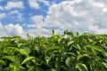 One in 10 Kenyans depends on the tea industry, according to the Kenya Tea Development Agency, which represents smallholder farmers by selling and marketing their tea