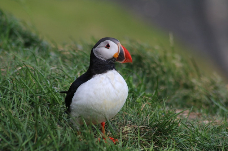 Puffin