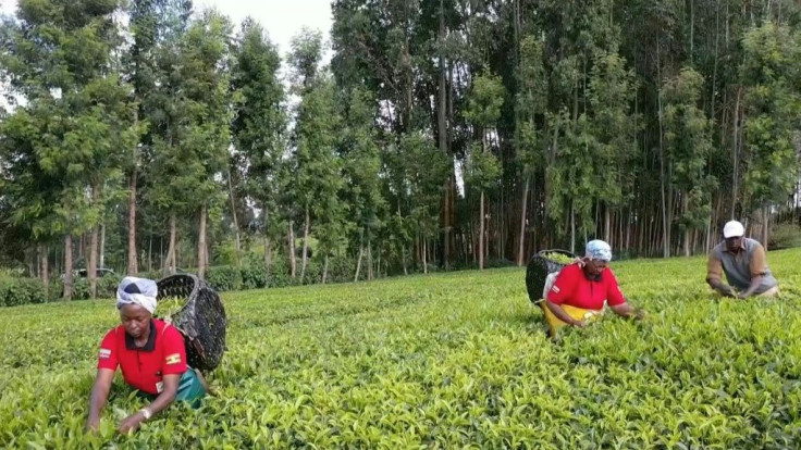 In a humming factory in Kenya's highlands, tea is hand-plucked from the fields, cured and shredded into the fine leaves that have sated drinkers from London to Lahore for generations. But Kenya's prized black tea isn't fetching the prices it once did, for