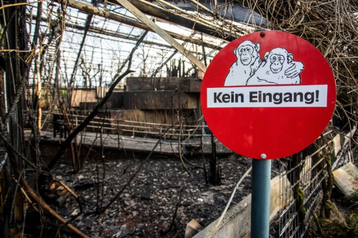 A preliminary investigation suggests that flames from flying lanterns might have sparked a fire at the Krefeld zoo tha killed dozens of monkeys