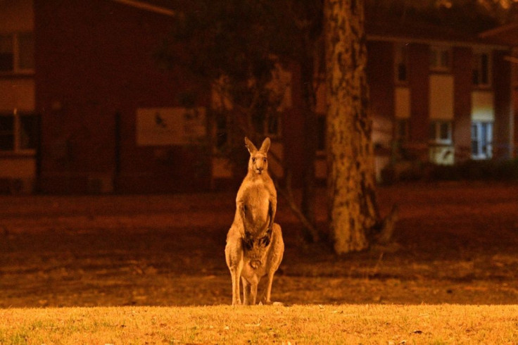 This kangaroo was seen in the town of Nowra in New South Wales