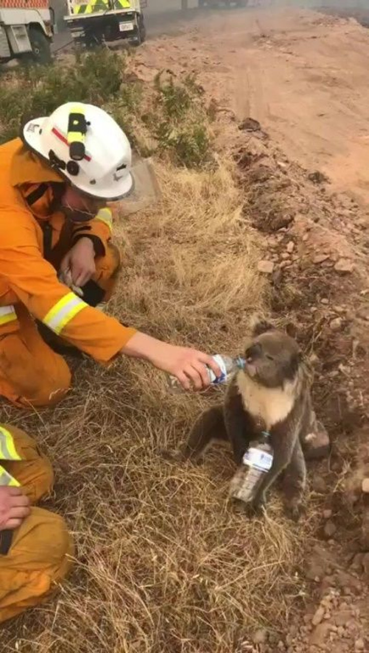 Australian firefighter gives water to koala
