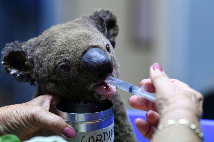A dehydrated and injured Koala receives treatment after its rescue from a bushfire