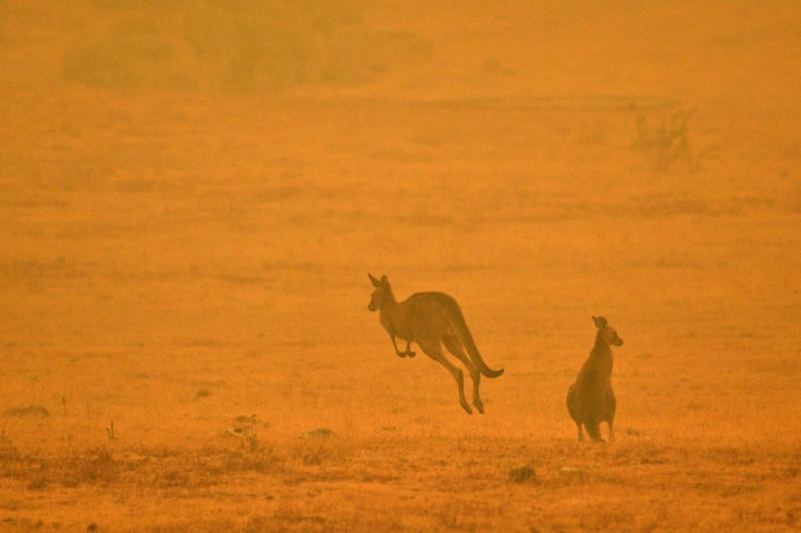 Climate change has pushed up land and sea temperatures and led to more extremely hot days and severe fire seasons