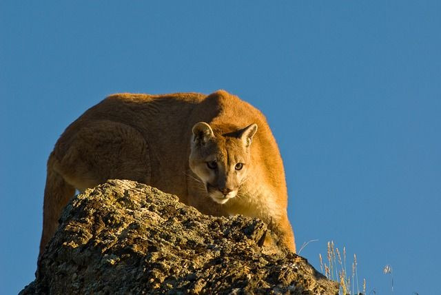 puma-427276_640