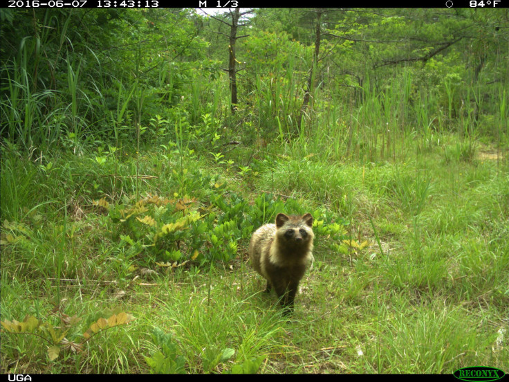 Raccoon Dog