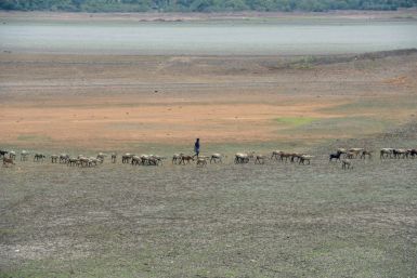 A shepherd and their livestock walk across a dried out reservoir on the outskirts of Chennai in June 2019. The drought-hit city saw only a fraction of the rain it usually receives during June and July