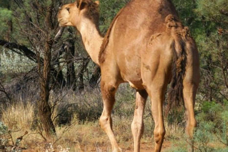 Camels were first introduced to Australia in the 1840sÂ to aid in the exploration of the continent's vast interior