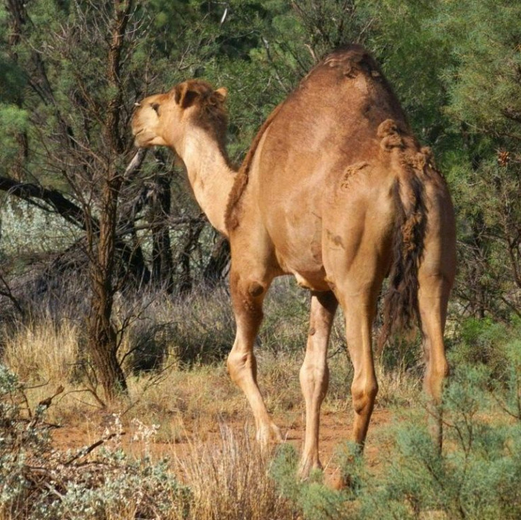 Camels were first introduced to Australia in the 1840sÂ to aid in the exploration of the continent's vast interior