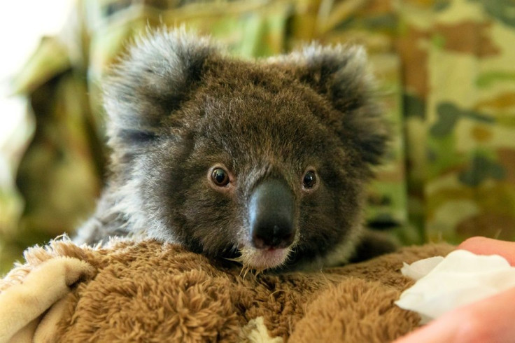 Members of the Royal South Australia Regiment rescued this koala from fires at the Kangaroo Island Wildlife Park in Kingscote
