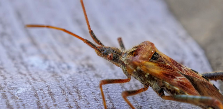 bed bugs, signs, odor