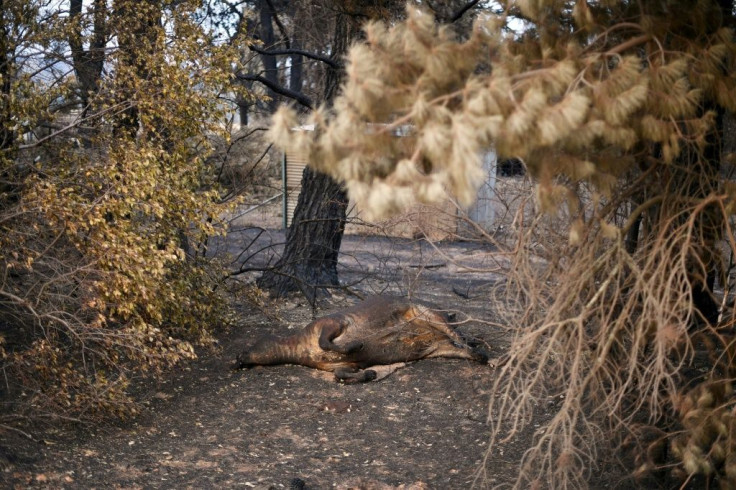 The carcass of a dead cow lies on a farm in Batlow, in Australia's New South Wales state. Batlow was particularly hard-hit by the bushfires sweeping the country