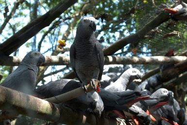 A new study has found that African grey parrots volunteer assistance to both their good friends and mere acquaintances -- even when there is no expectation of personal gain