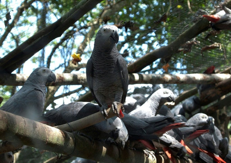 A new study has found that African grey parrots volunteer assistance to both their good friends and mere acquaintances -- even when there is no expectation of personal gain