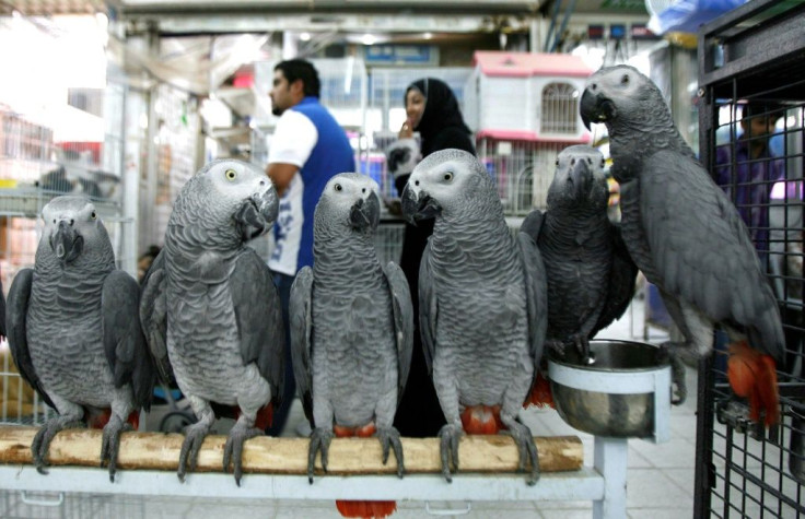 It is not fully clear why the grey parrots acted "prosocially" while the macaws did not, but the researchers suggest it may be linked to how the two species organize themselves in the wild