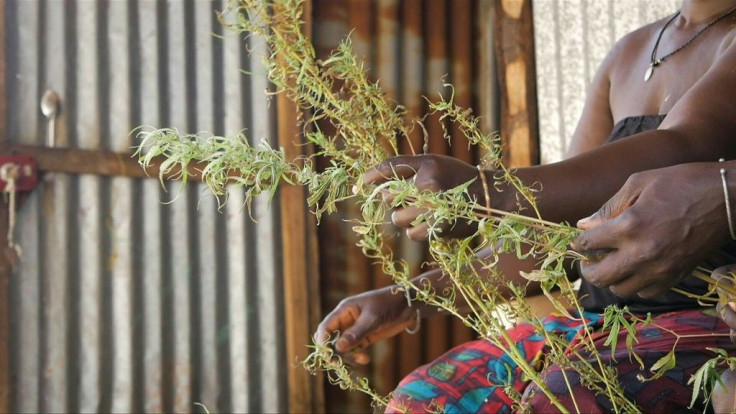 Senegal's remote mangrove villages escape cannabis crackdown
