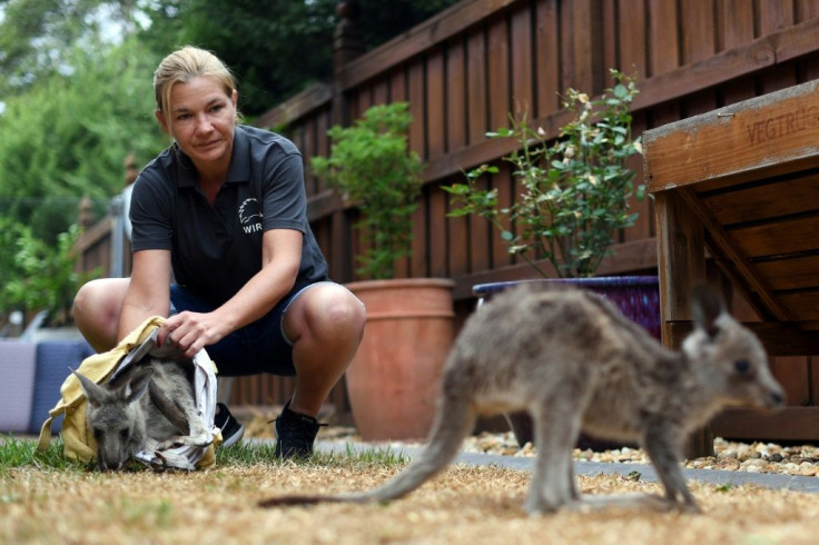 Sarah Price of wildlife rescue group WIRES is among the volunteers helping to save and rehabilitate animals affected by the bushfires