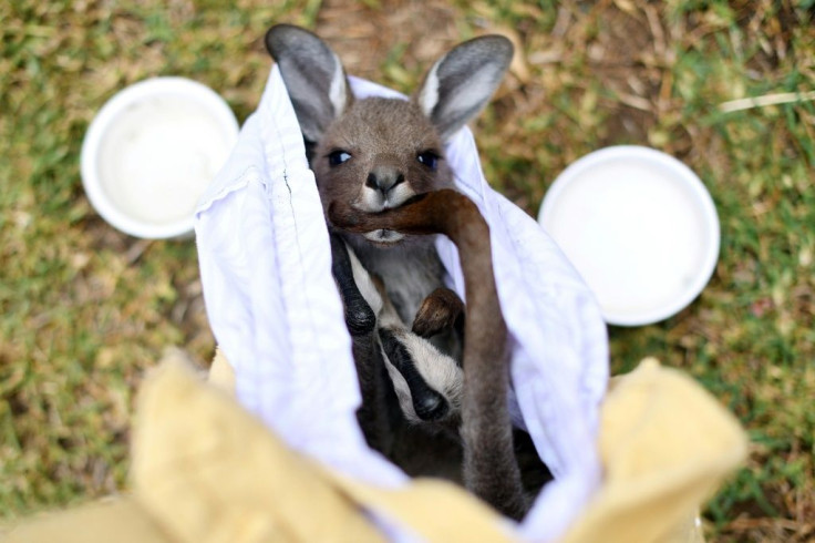 Veterinary surgeons said they have come across koalas, birds, wallabies and possums suffering from not just burns, but respiratory problems