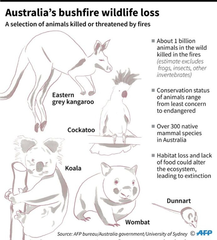 Selection of animals killed or threatened by catastrophic bushfires in Australia.