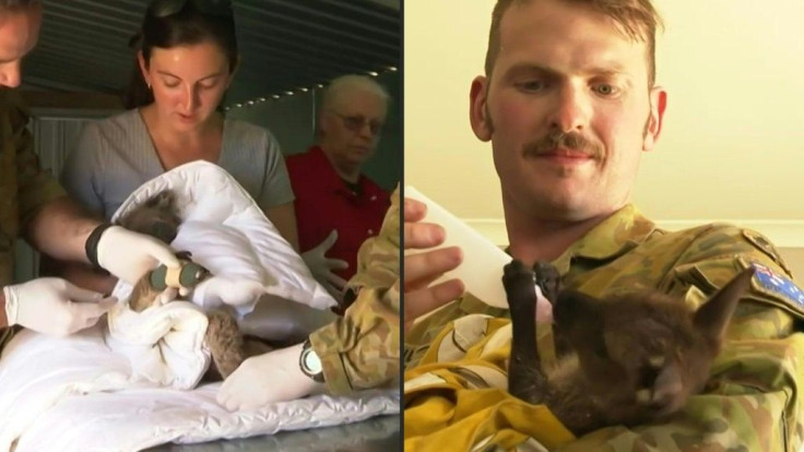 Australian Army treats injured koala and other wildlife on Kangaroo Island. University of Sydney scientists estimate one billion animals have been killed in the out-of-control bushfires.