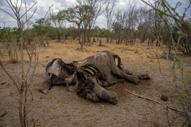 Taken on November 12, 2019 it shows the carcass of an elephant that succumbed to drought in the Hwange National Park, in Zimbabwe.