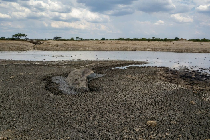 In this file photo taken on November 12, 2019 a hippo is stuck in the mud at a drying watering hole in the Hwange National Park, in Zimbabwe.