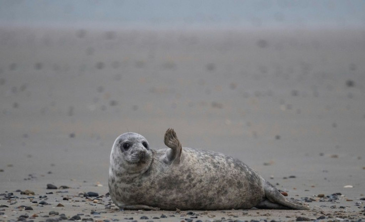 Grey seals come to Helgoland island in the North Sea to give birth