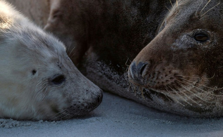 According to the Jordsand society, dedicated to preserving North Sea coastal life, more than 520 seals have been born on the island since November