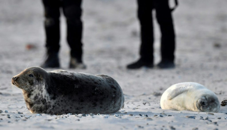 Tourists come daily to see the white-furred seal pups hop around the beach during the whelping season