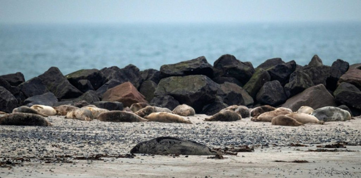 Rangers warn that if the seals get too used to people, they could start wanting to play in the water in summer and injure people