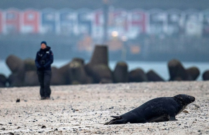 Seal numbers have grown in response to rising water temperatures